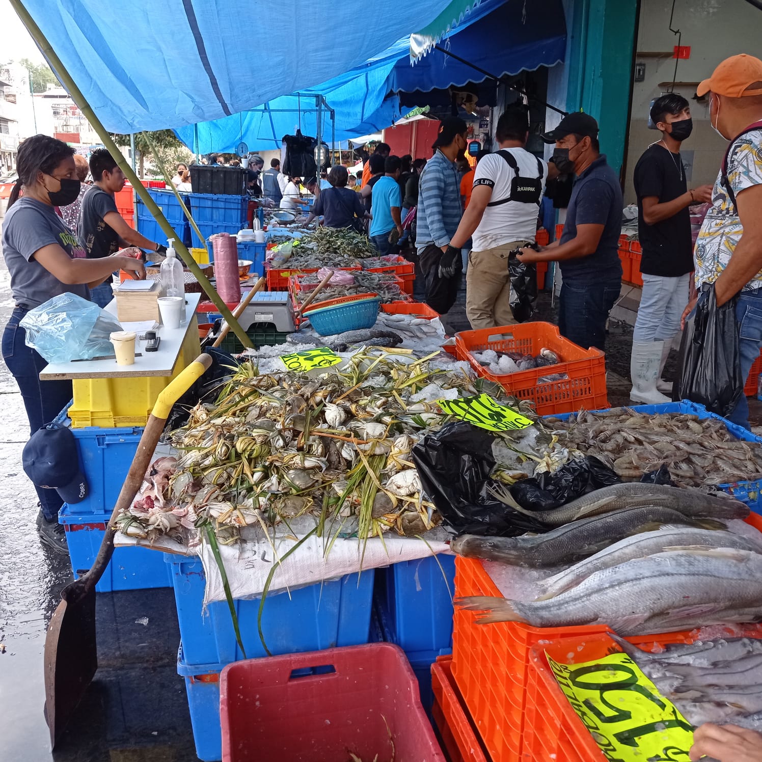 Comerciantes de pescados y mariscos esperan un repunte en sus ventas en  Semana Santa - Noticias Desde Veracruz