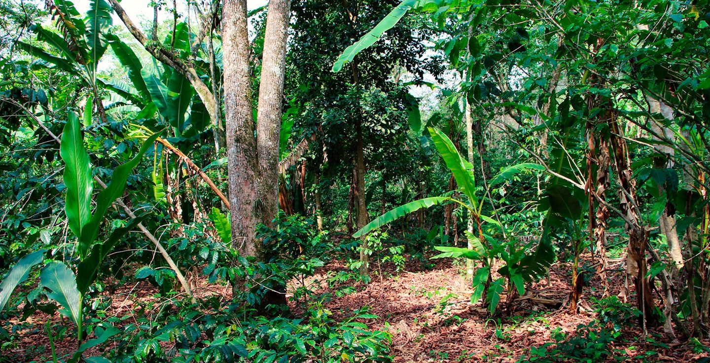 Cafetal Chiapas